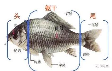 魚的視野|魚類的眼睛：結構非常簡單，既沒有眼瞼又沒有淚腺，。